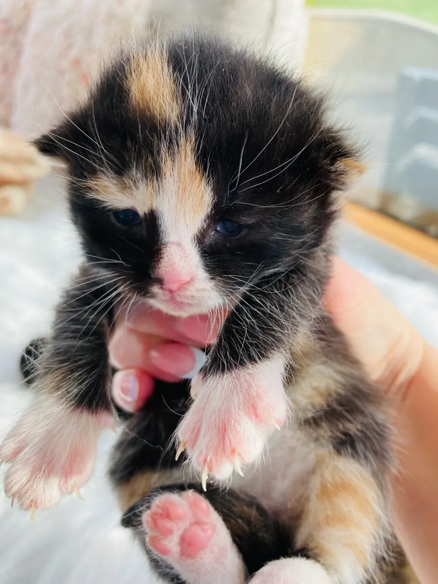 Fluffy coat kittens - Image 3