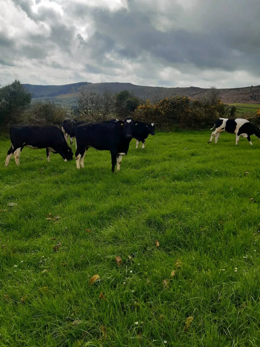 Heifers - Image 2