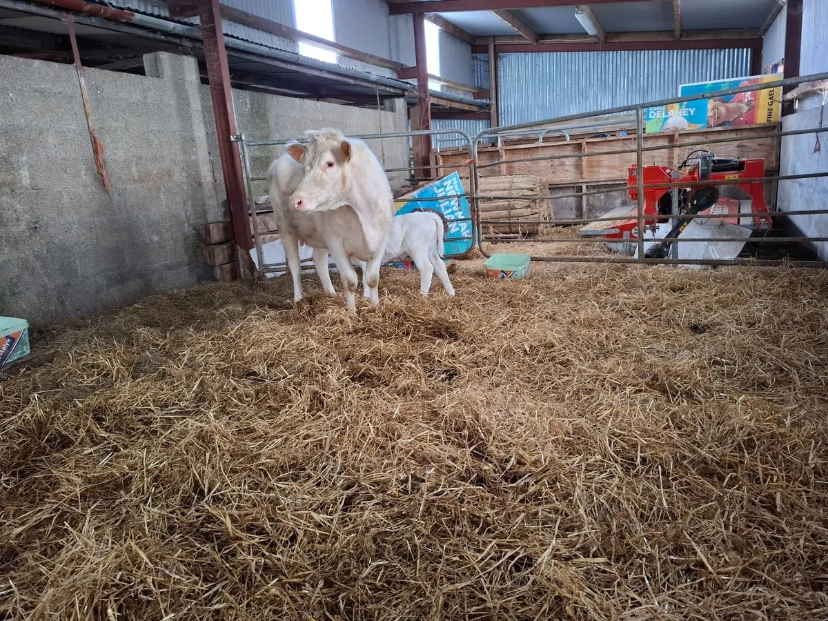 Organic Cow and Calf - Image 1