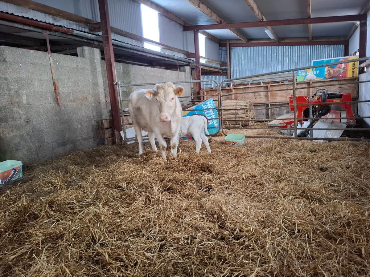 Organic Cow and Calf - Image 2