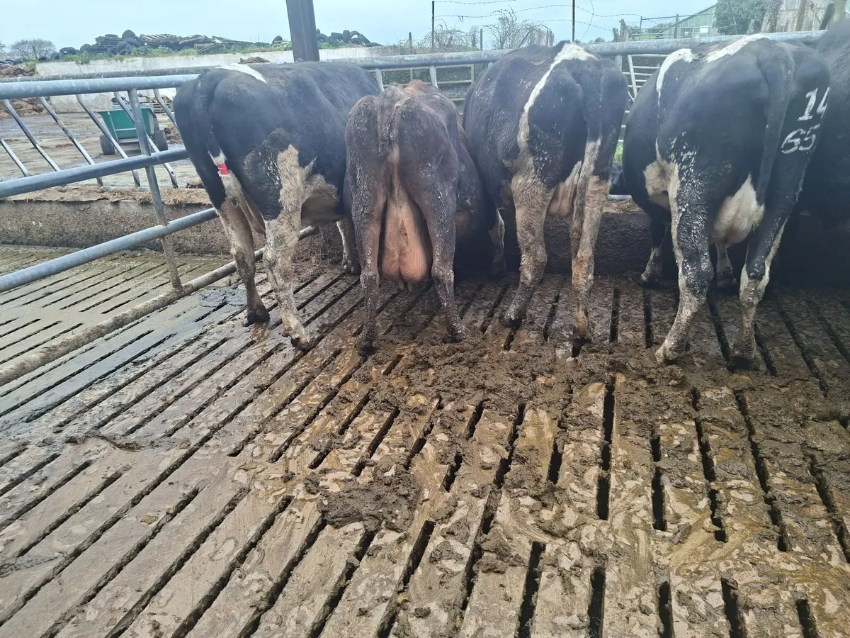 Cows - Image 4
