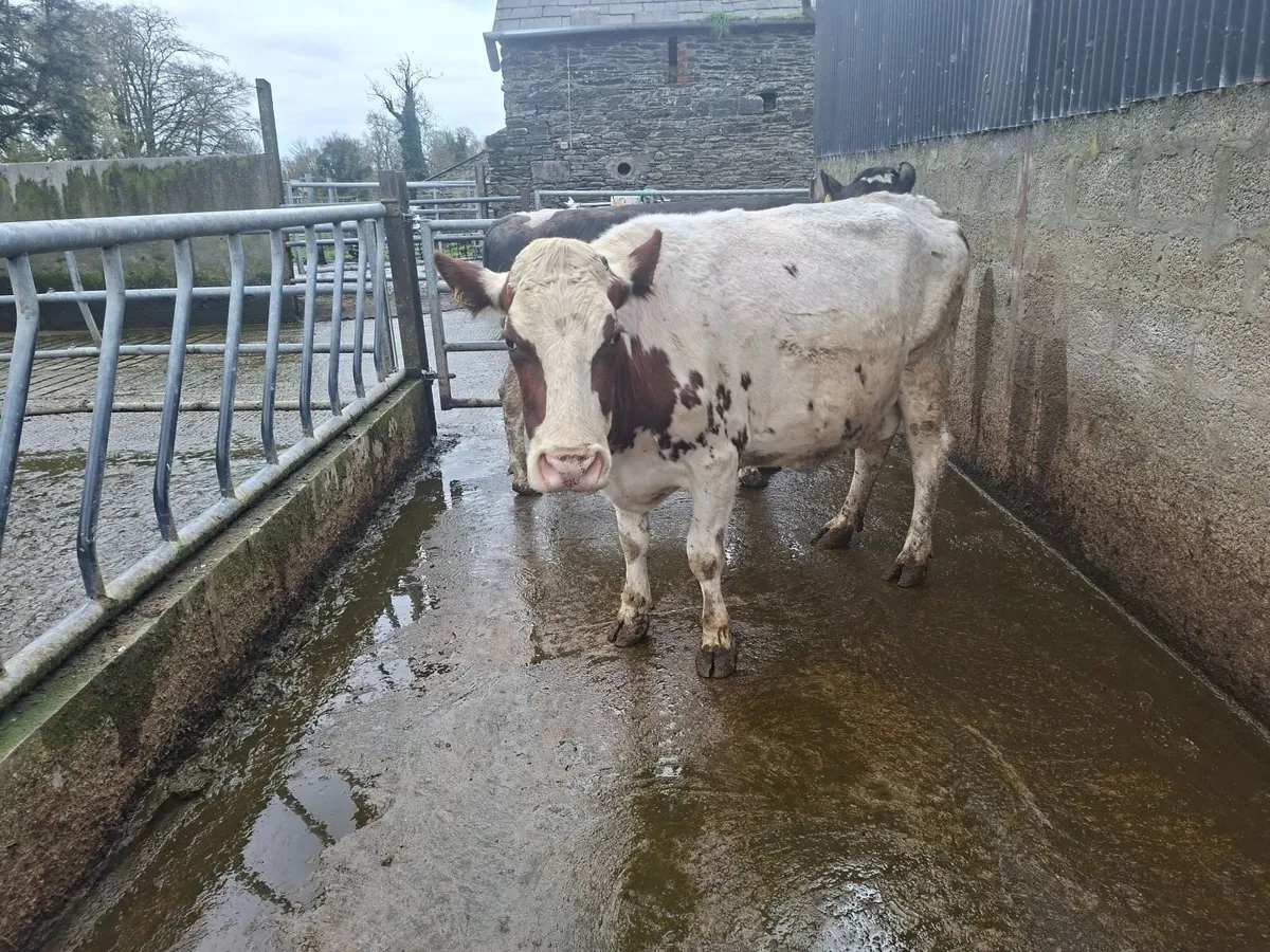 Cows - Image 1