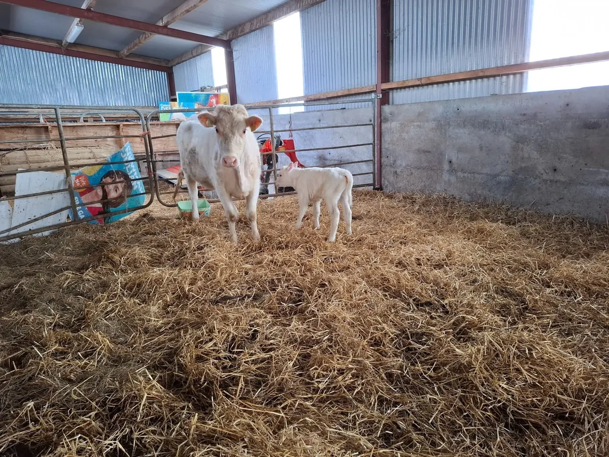 Organic Cow and Calf - Image 3