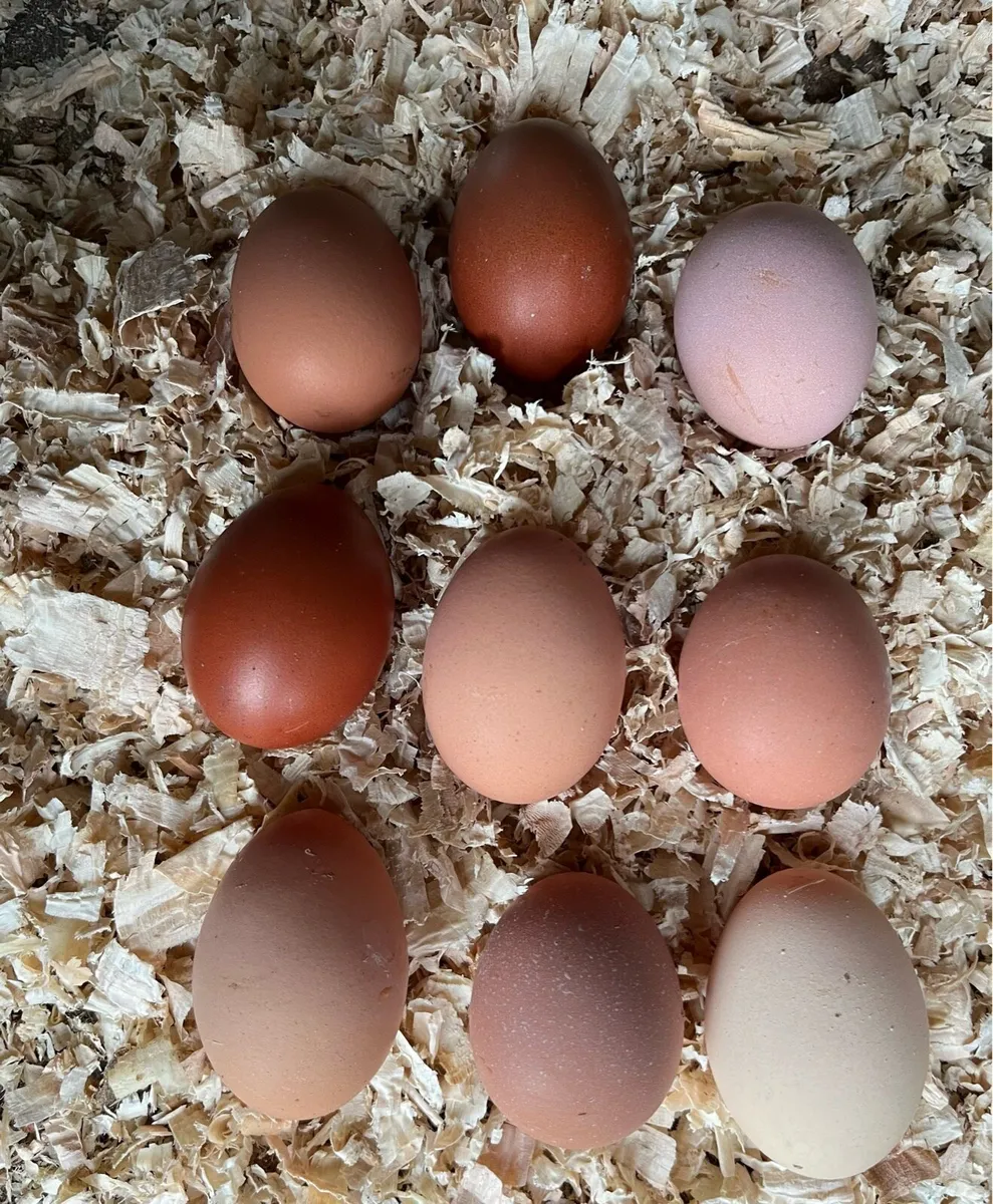 Silkie rooster and eggs for sale!! - Image 1