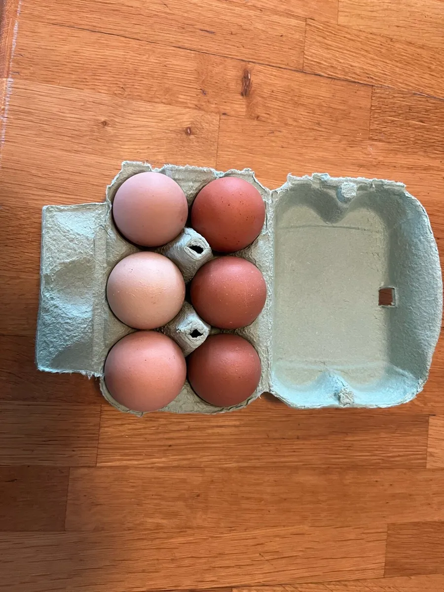 Silkie rooster and eggs for sale!! - Image 2