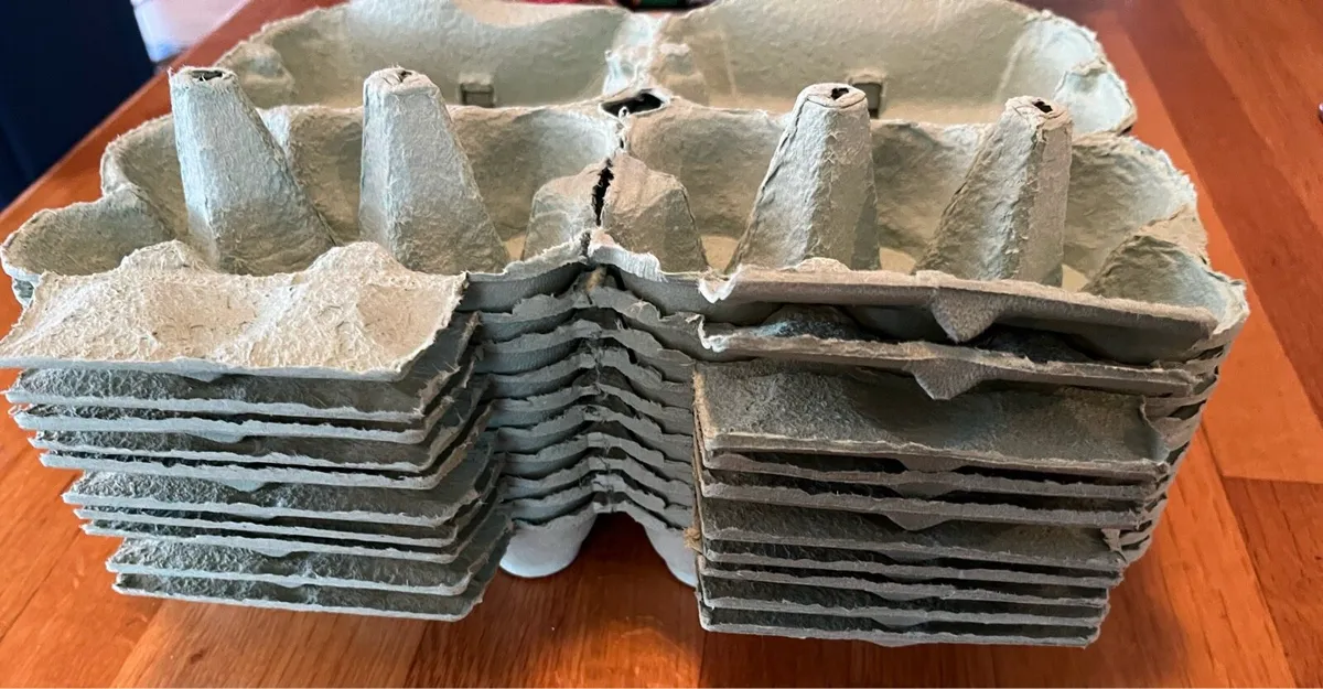 Silkie rooster and eggs for sale!! - Image 4