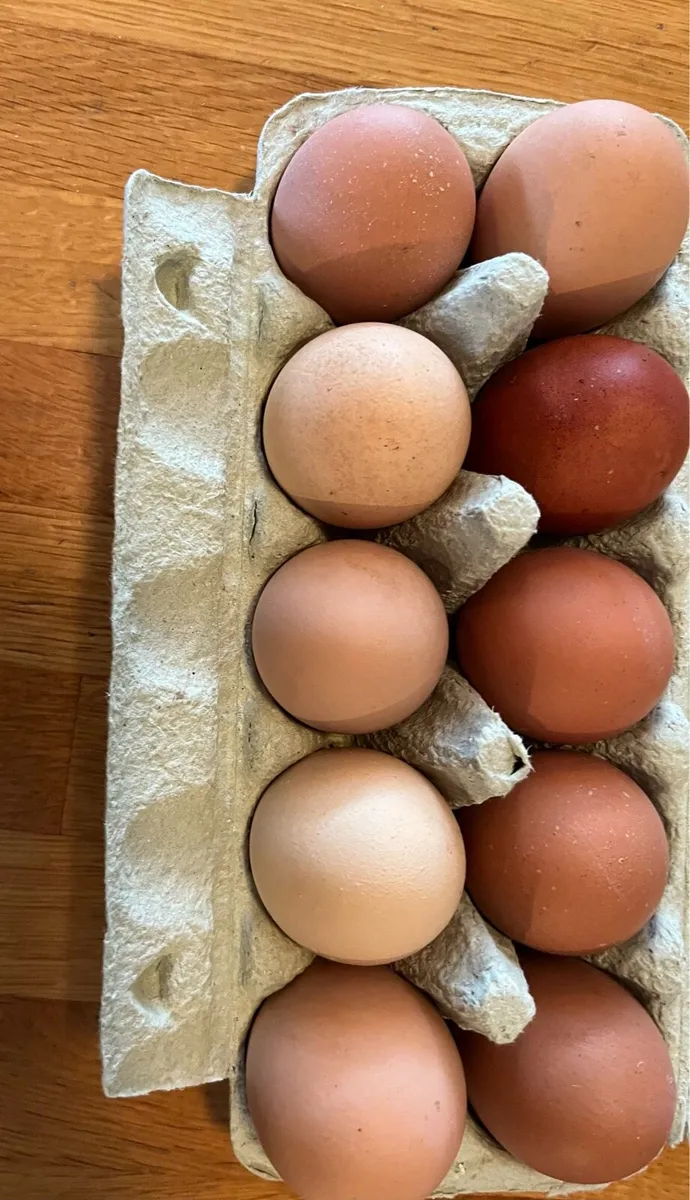 Silkie rooster and eggs for sale!! - Image 3