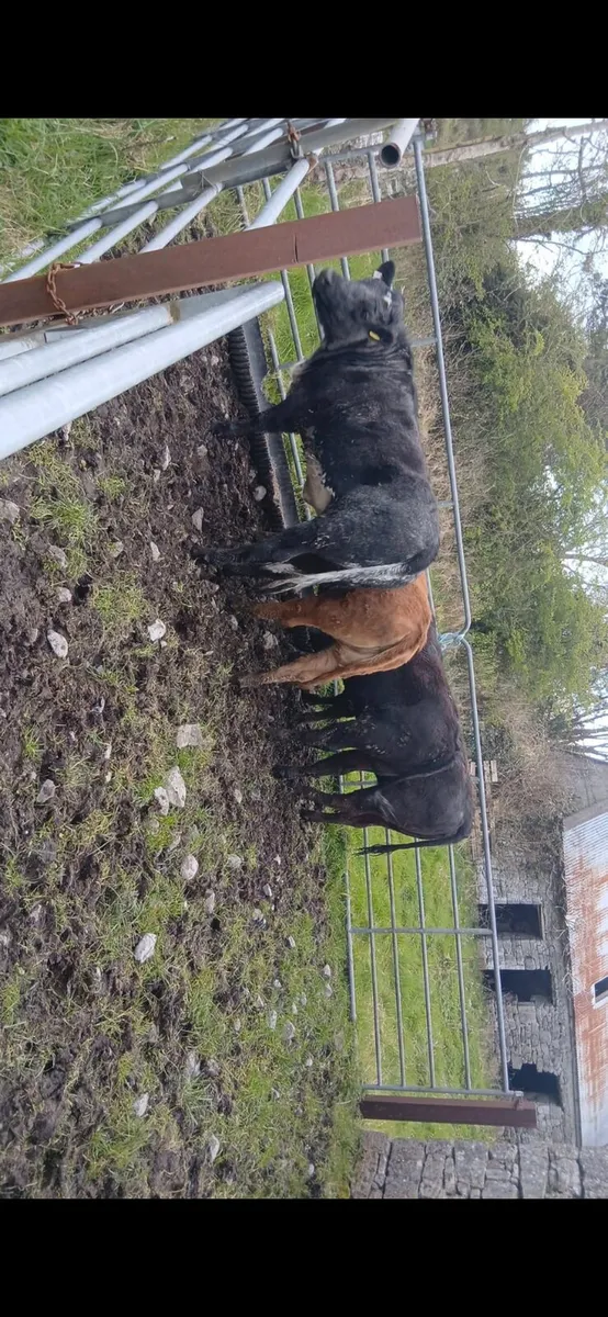 Limousin weanling heifers - Image 1