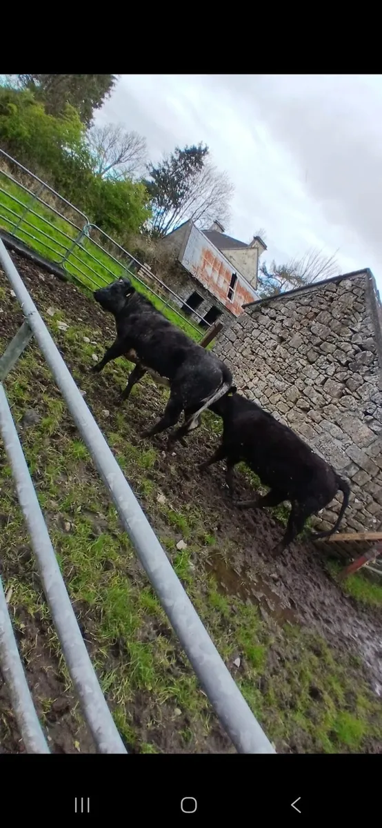 Limousin weanling heifers - Image 3