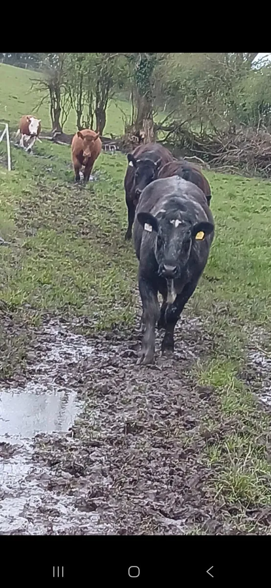 Limousin weanling heifers - Image 4
