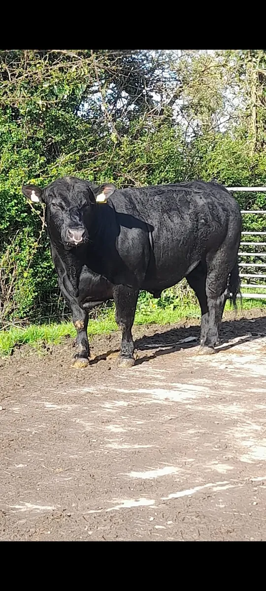 Pedigree Angus bulls - Image 1