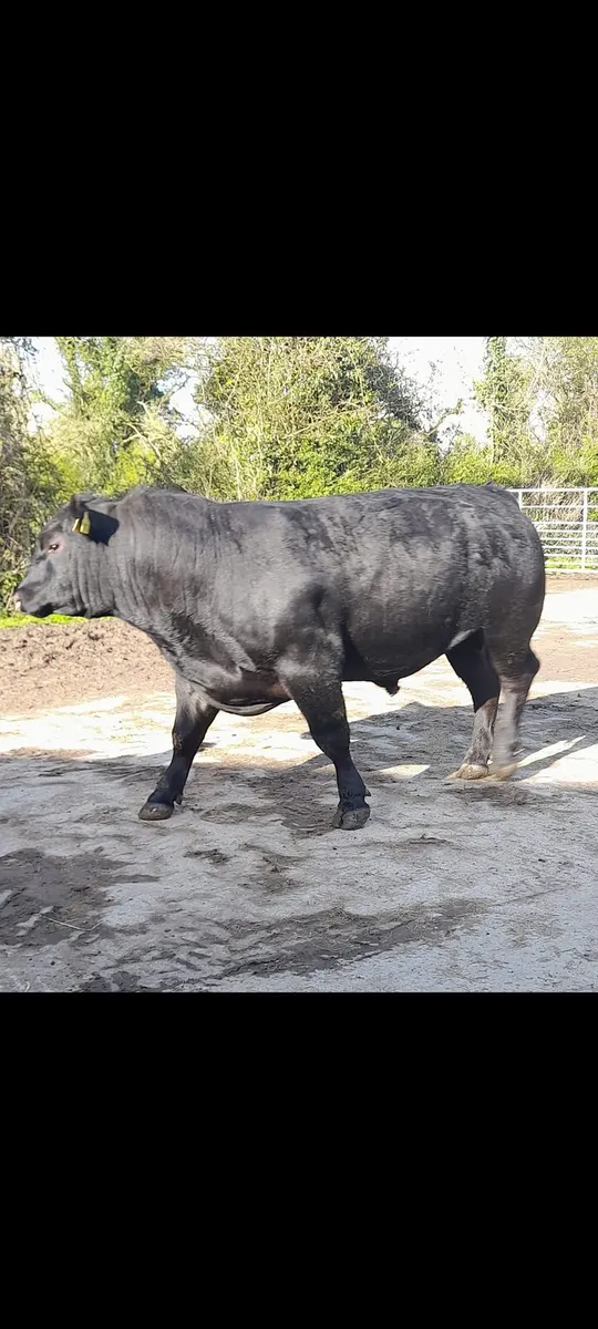 Pedigree Angus bulls - Image 2