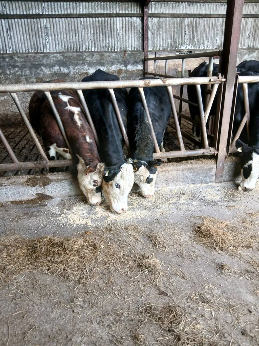 3 Hereford Heifers - Image 1