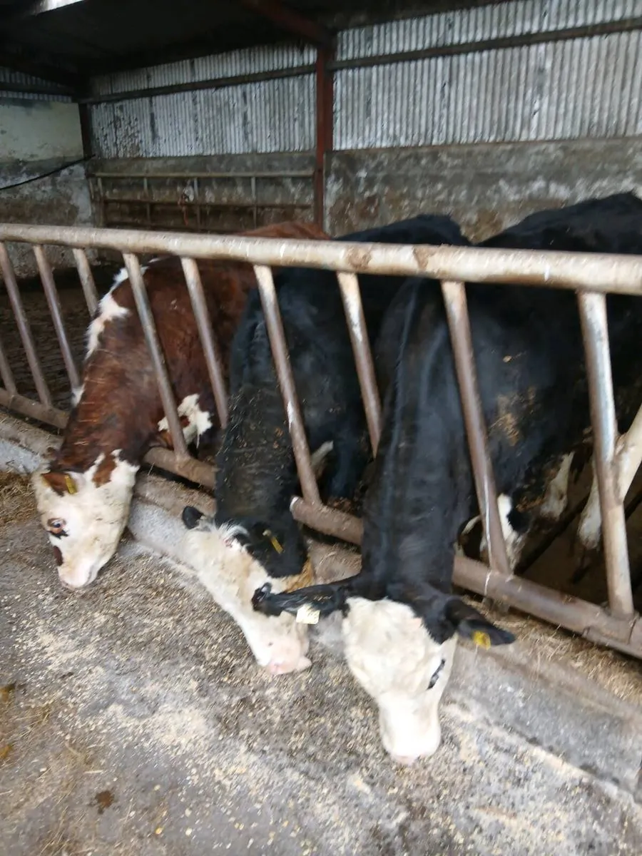 3 Hereford Heifers - Image 2
