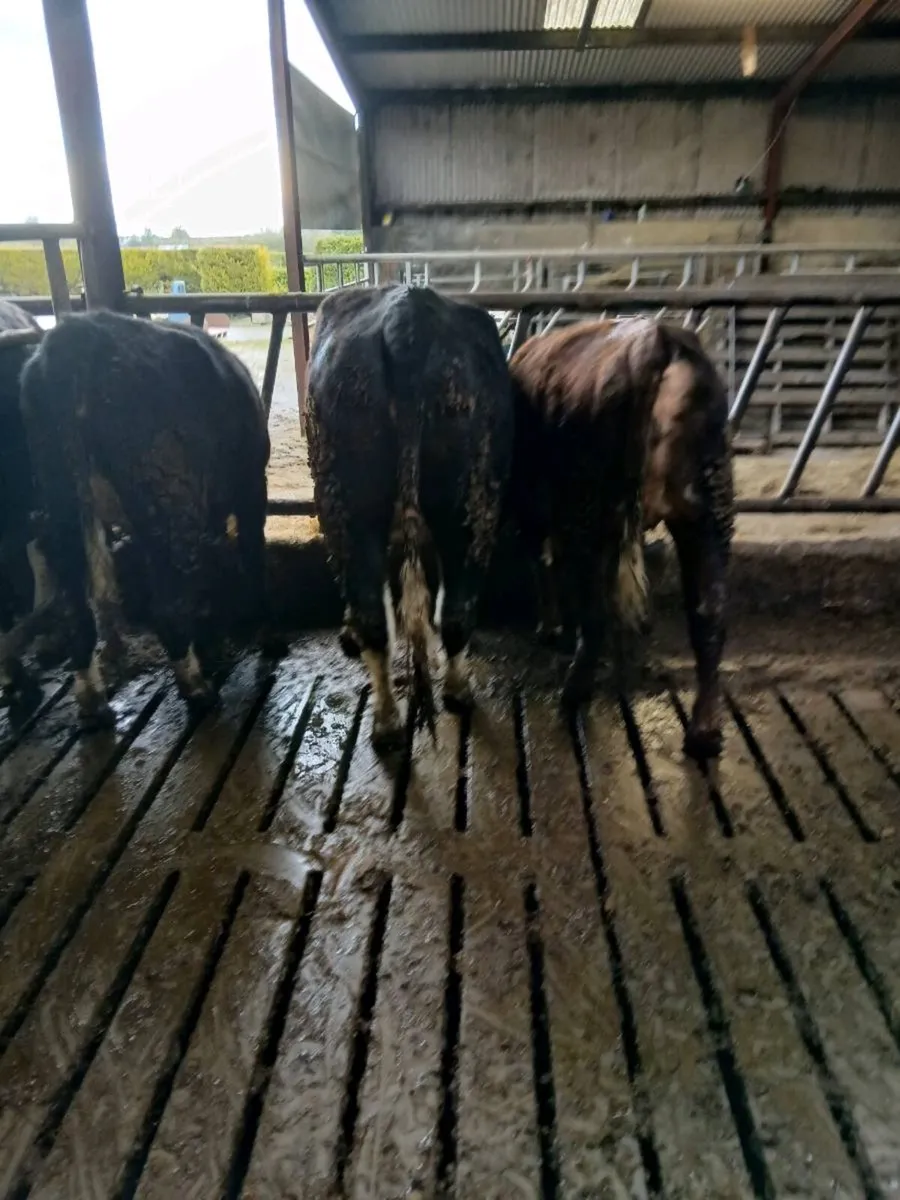 3 Hereford Heifers - Image 3