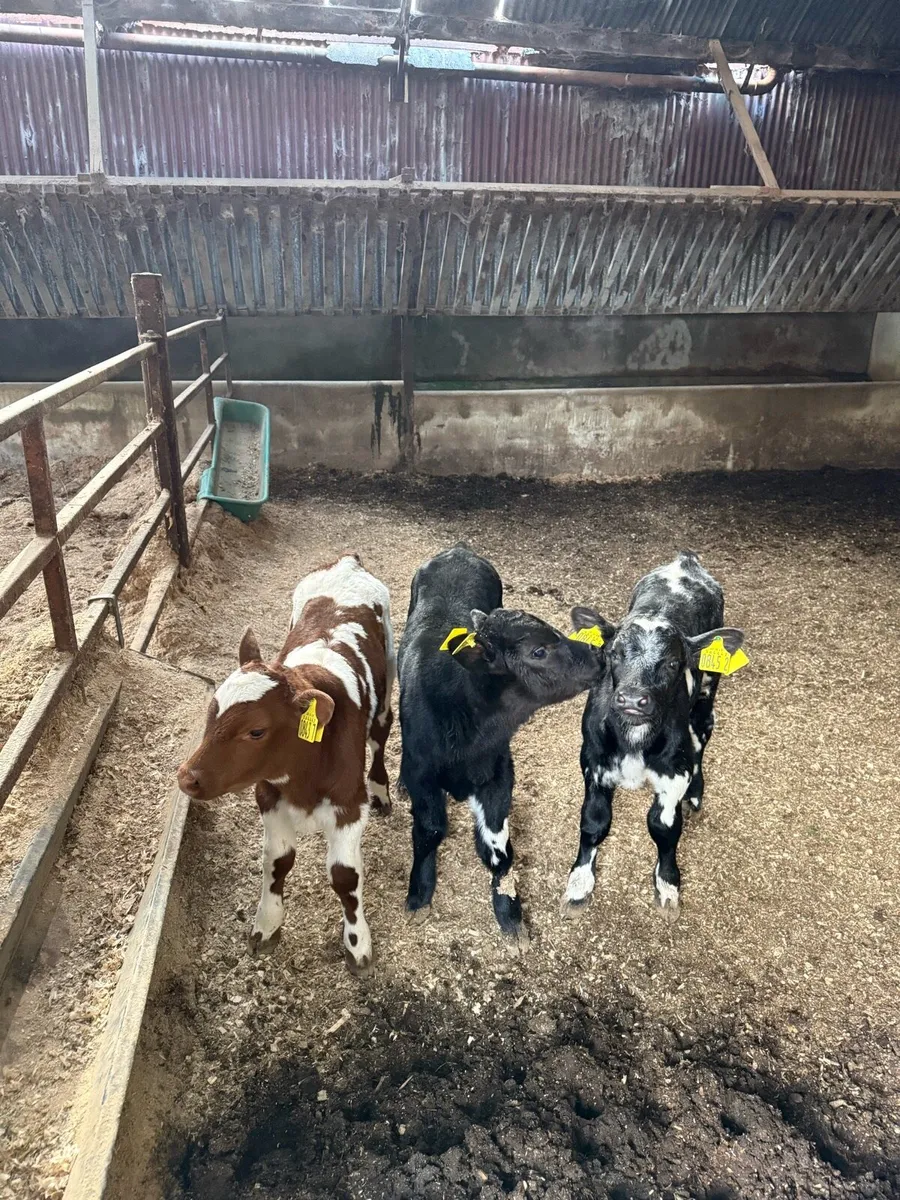 Shorthorn Beef Calves - Image 1