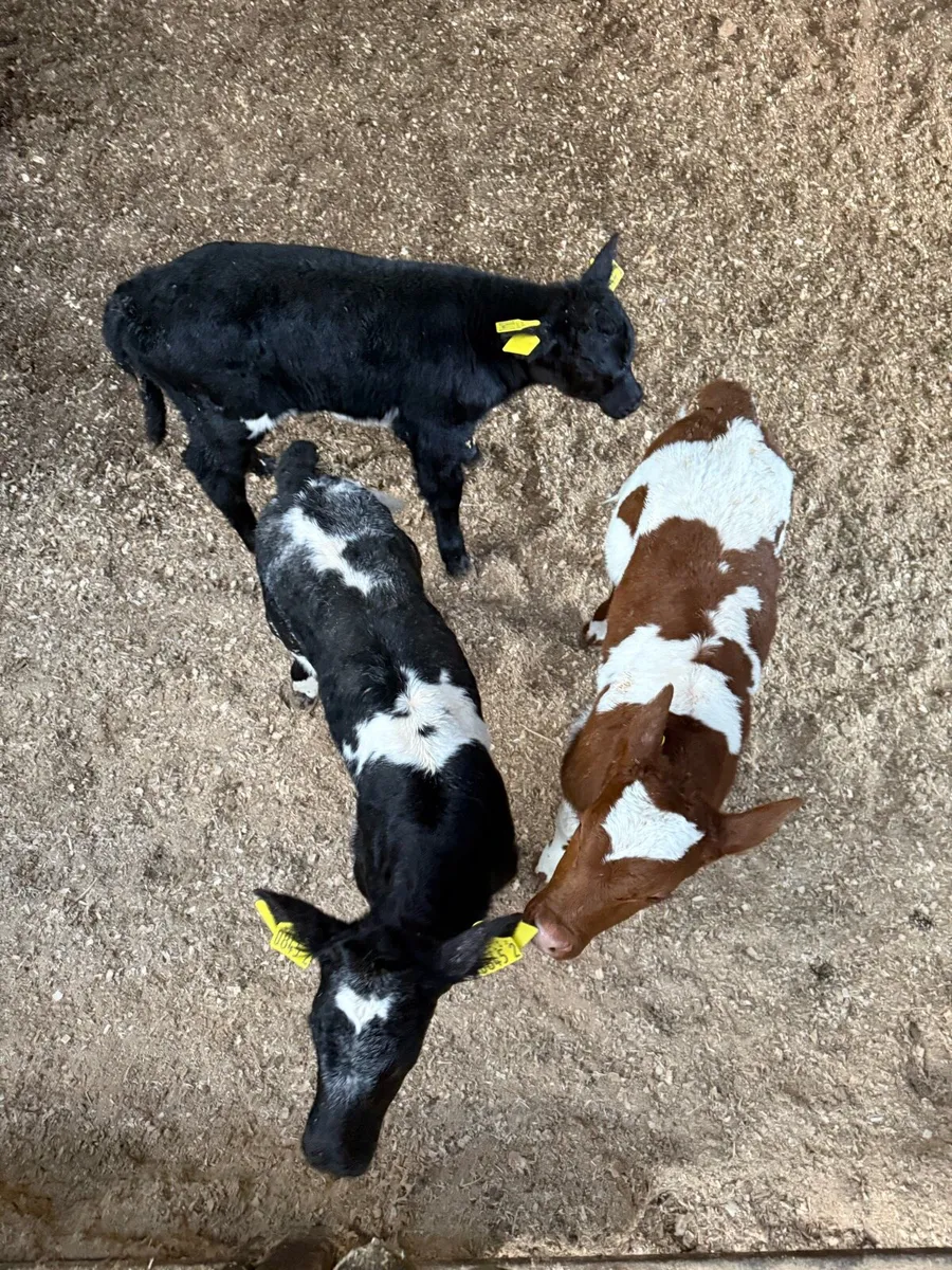 Shorthorn Beef Calves - Image 4