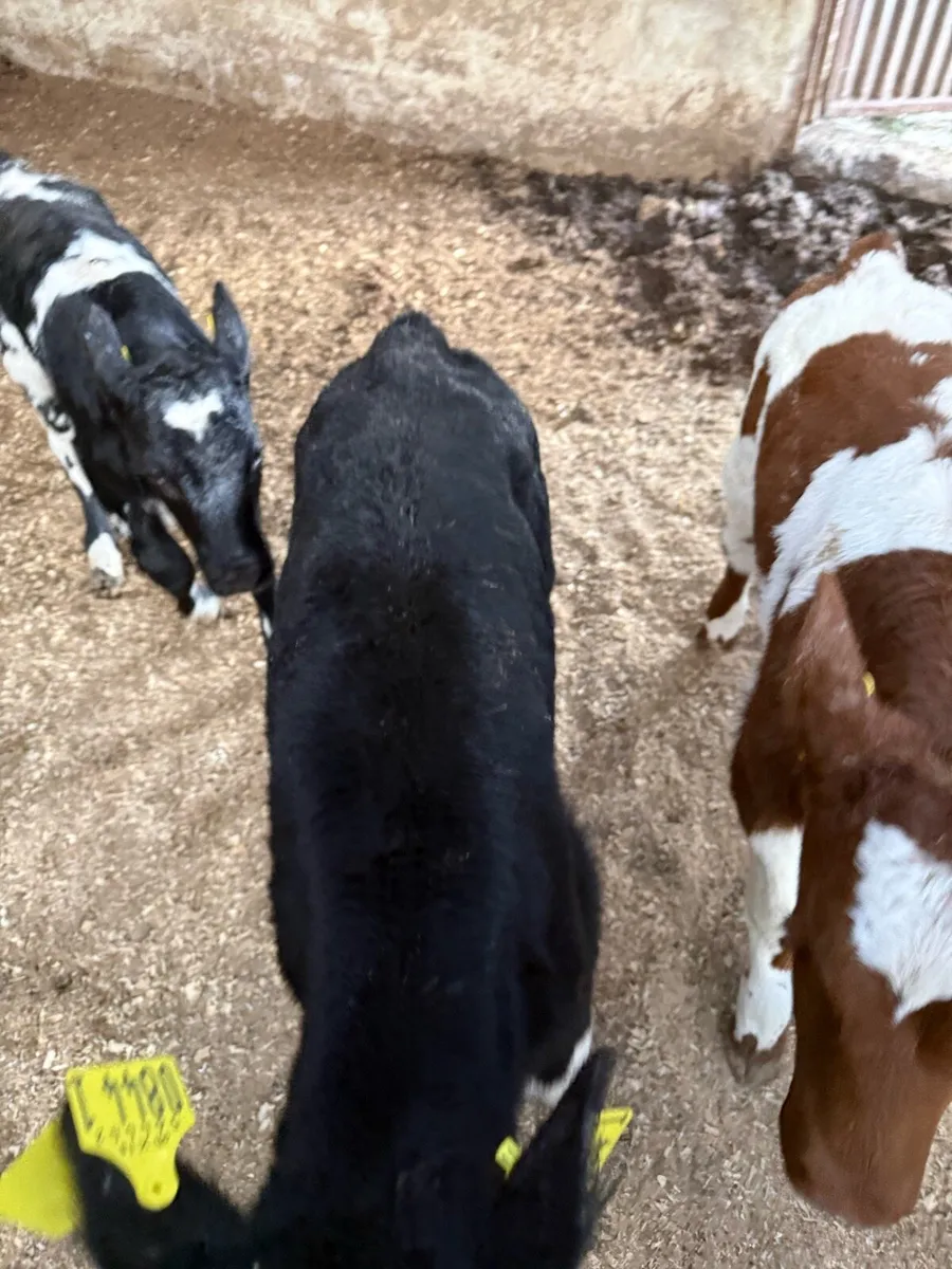 Shorthorn Beef Calves - Image 2