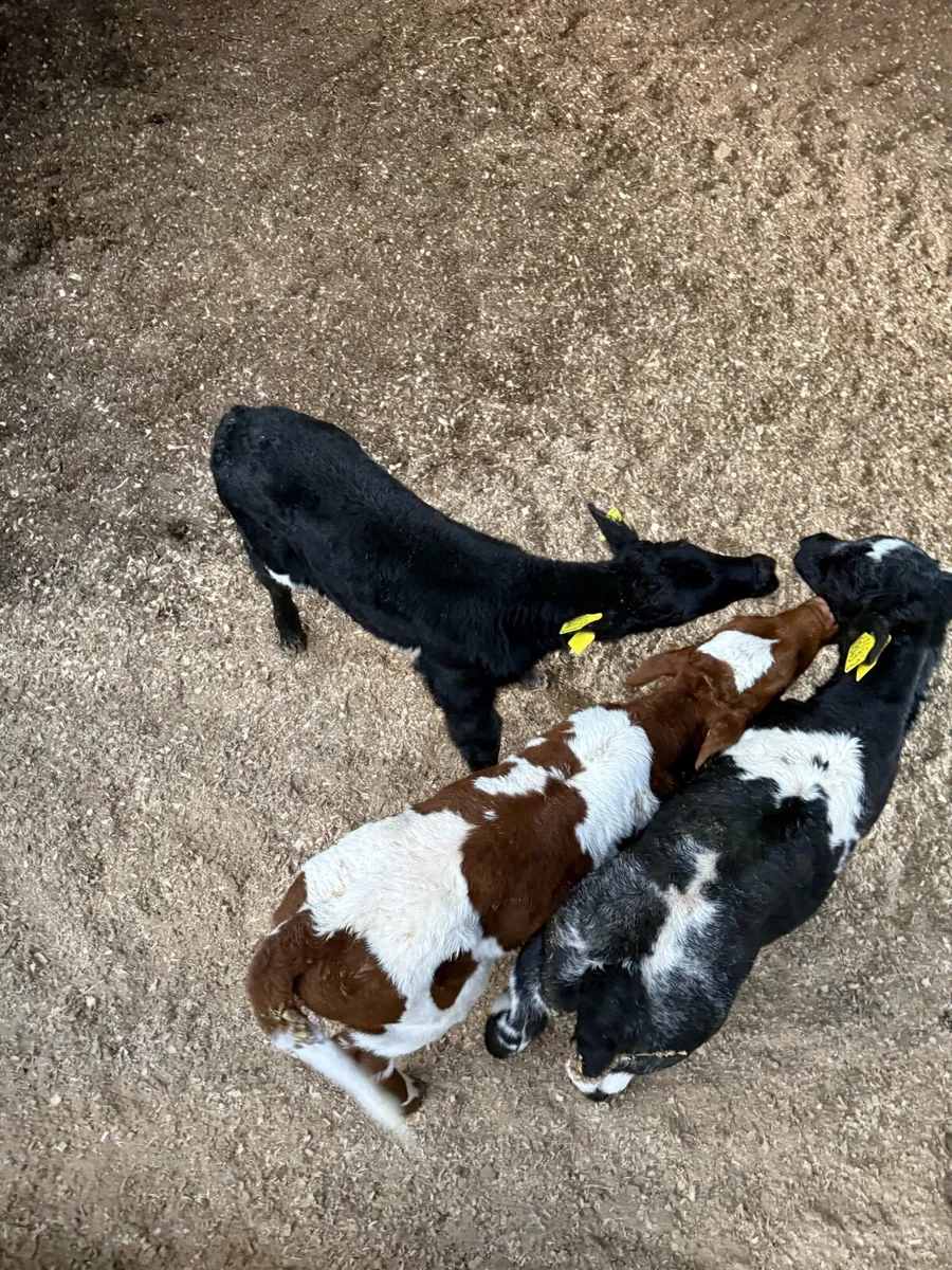 Shorthorn Beef Calves - Image 3