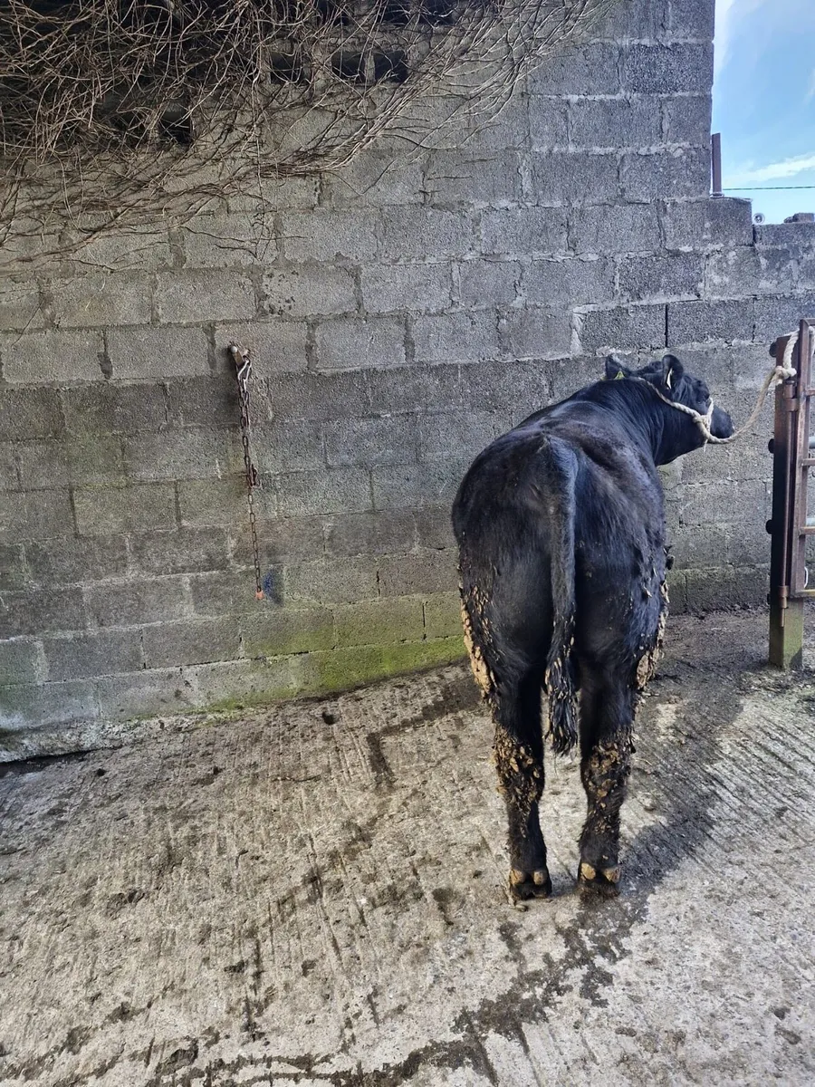 **Pedigree Angus Bulls*** - Image 2