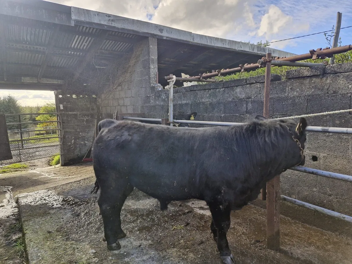 **Pedigree Angus Bulls*** - Image 1