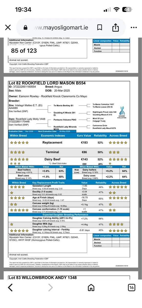 **Pedigree Angus Bulls*** - Image 3