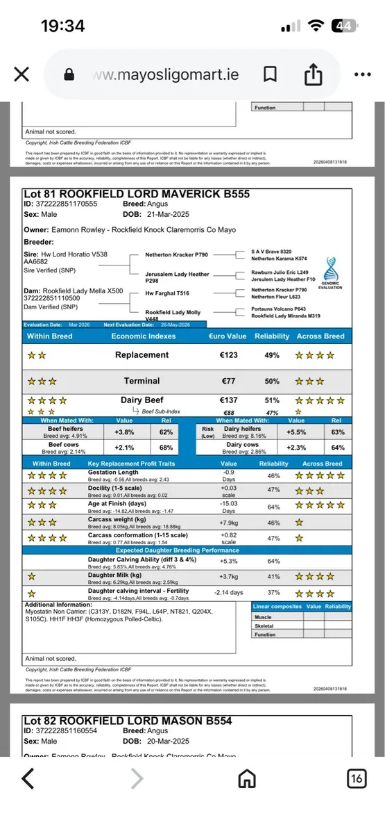**Pedigree Angus Bulls*** - Image 4