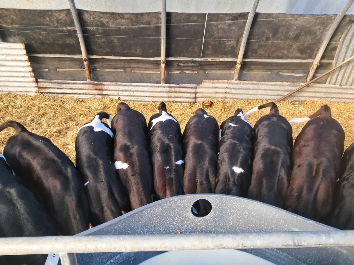 Friesian heifer and bull calves - Image 1