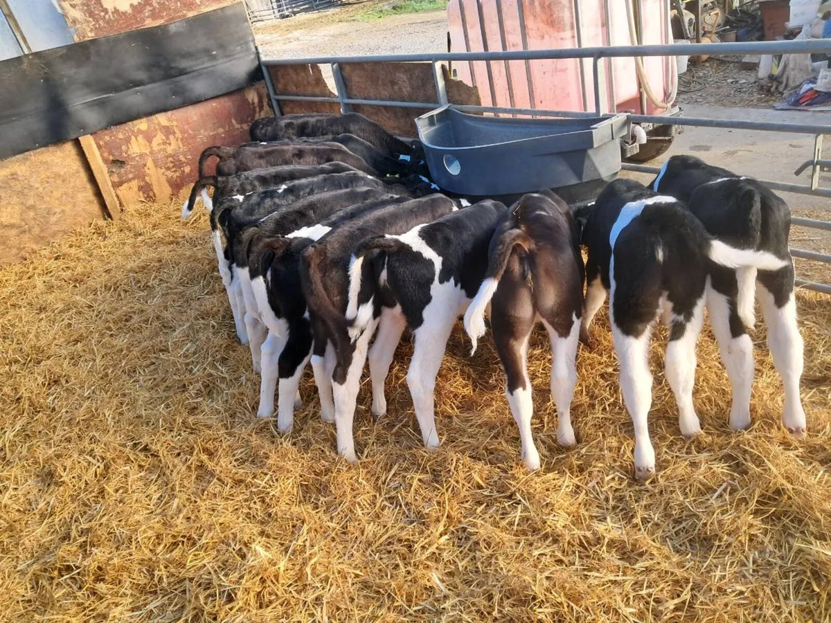 Friesian heifer and bull calves - Image 2