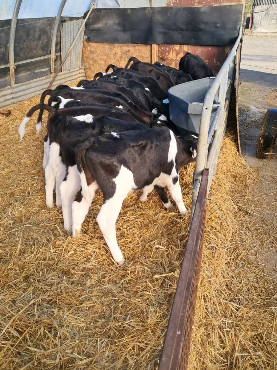 Friesian heifer and bull calves - Image 3