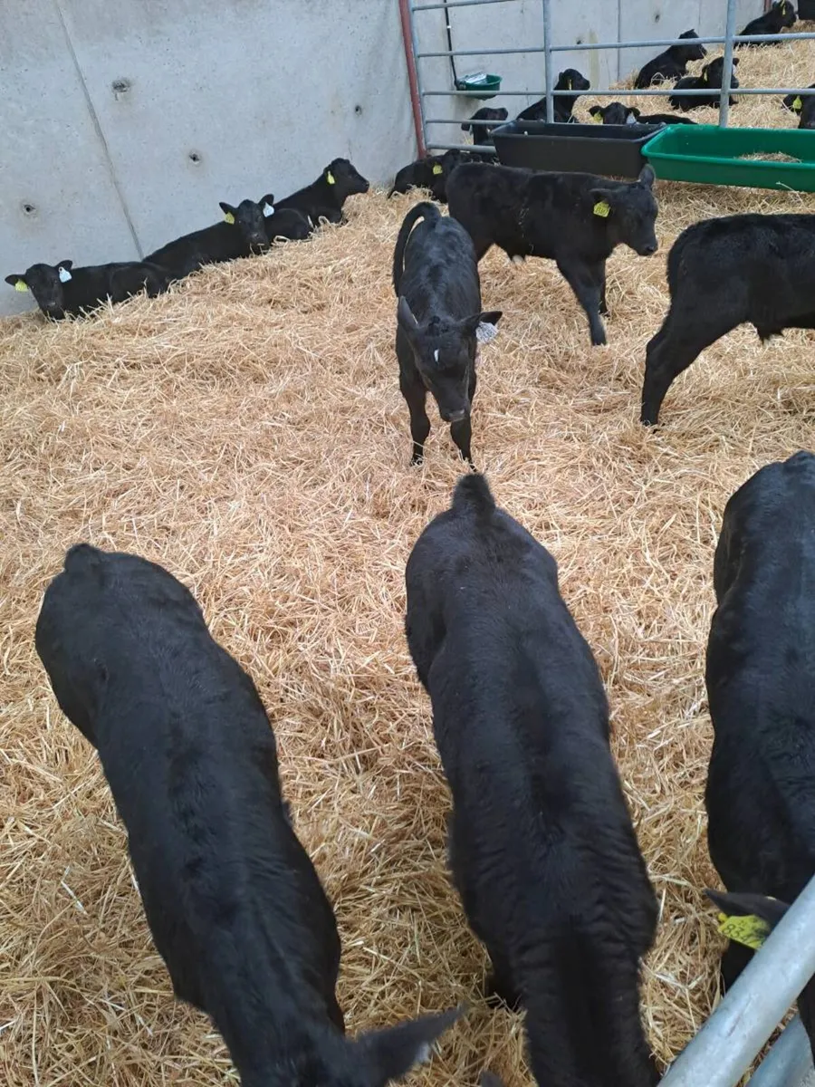 Angus calves - Image 1