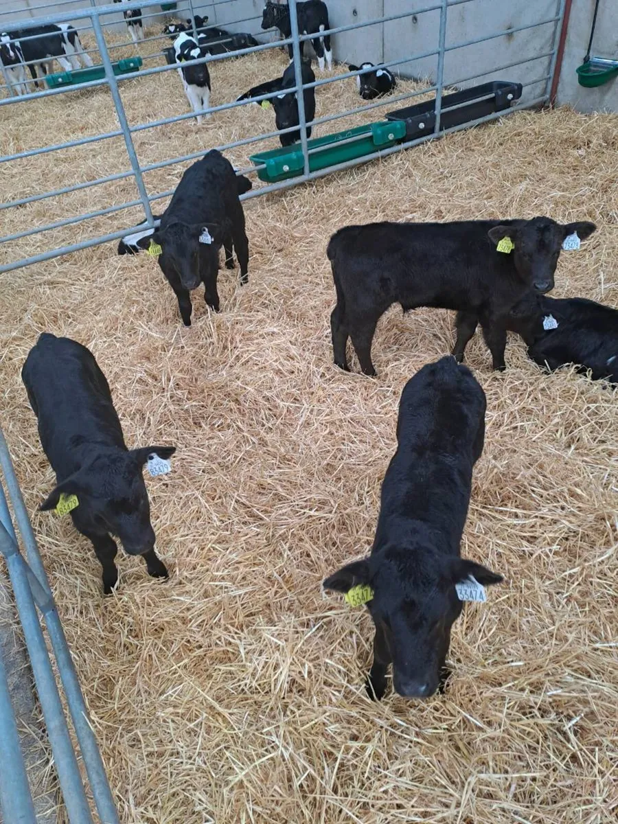 Angus calves - Image 2