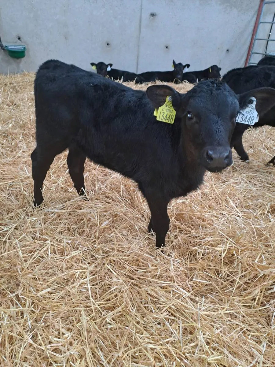 Angus calves - Image 3