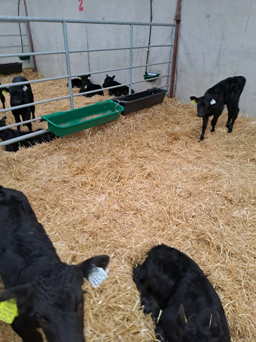 Angus calves - Image 4