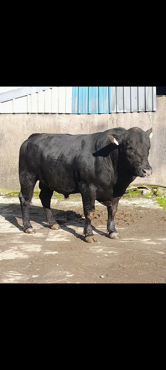 Pedigree Angus bulls - Image 3