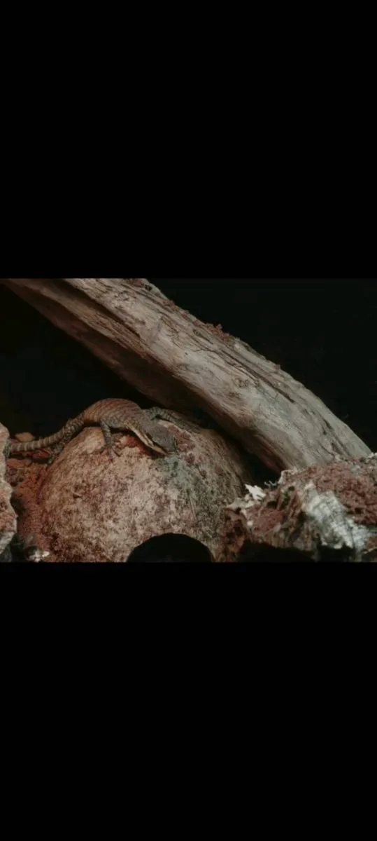 Juvenile Kimberley rock monitor - Image 2