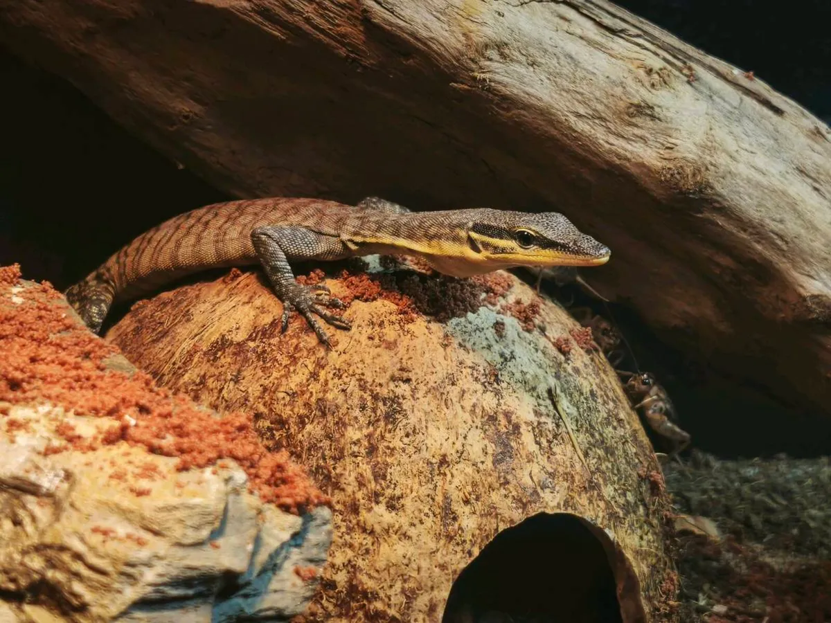 Juvenile Kimberley rock monitor - Image 1