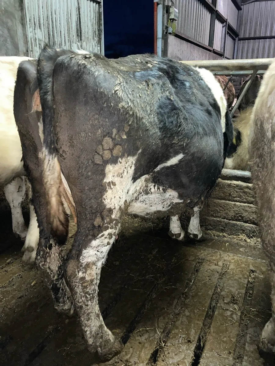 Incalf cow - Image 3
