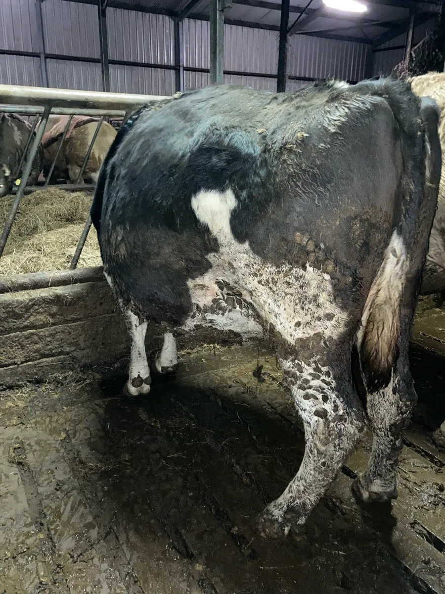 Incalf cow - Image 4