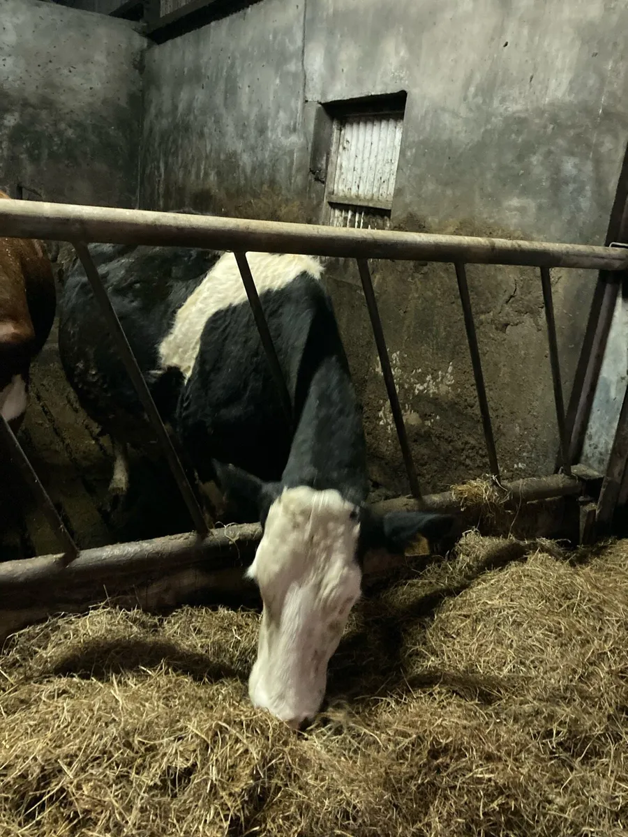 Incalf cow - Image 1
