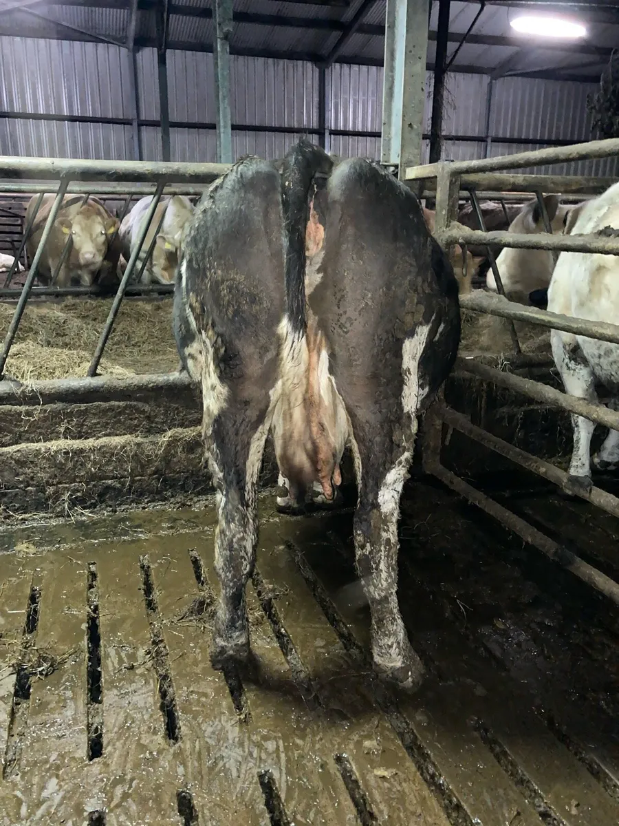 Incalf cow - Image 2