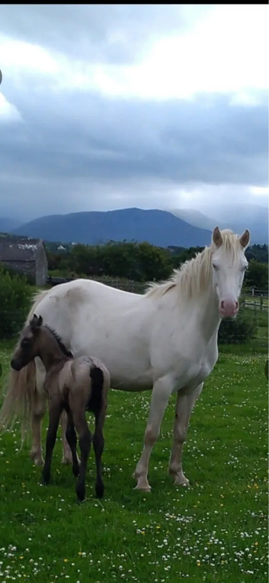 5yo connemara mare infoal to robe robin - Image 1