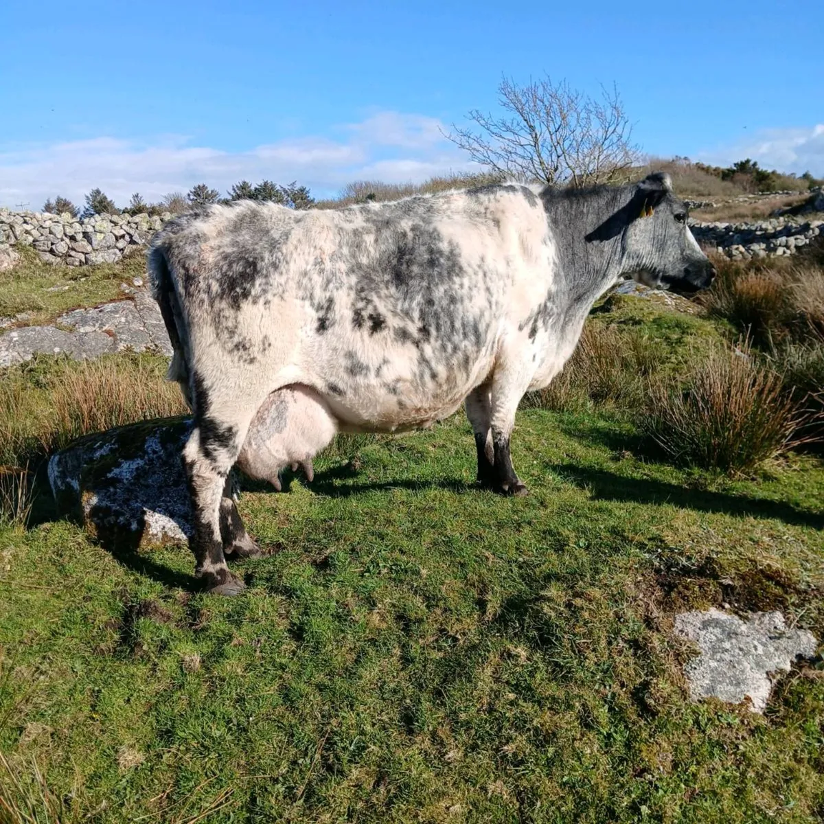 Foster cow - Image 2