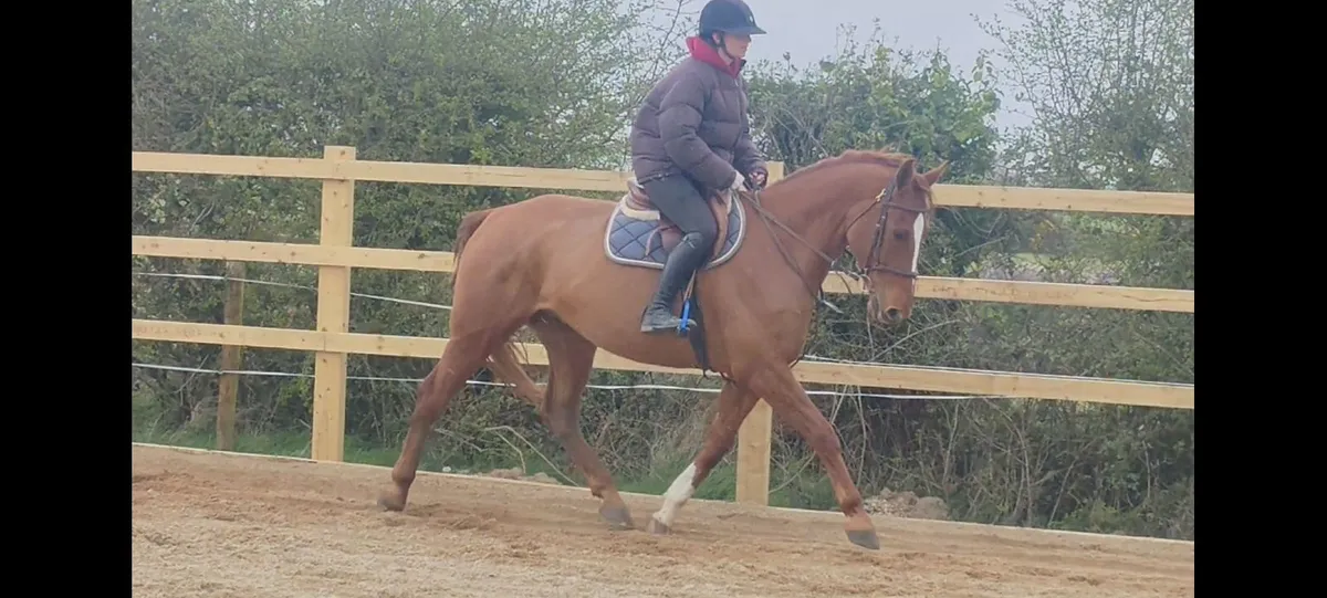 Emerald x heartbreaker gelding - Image 1