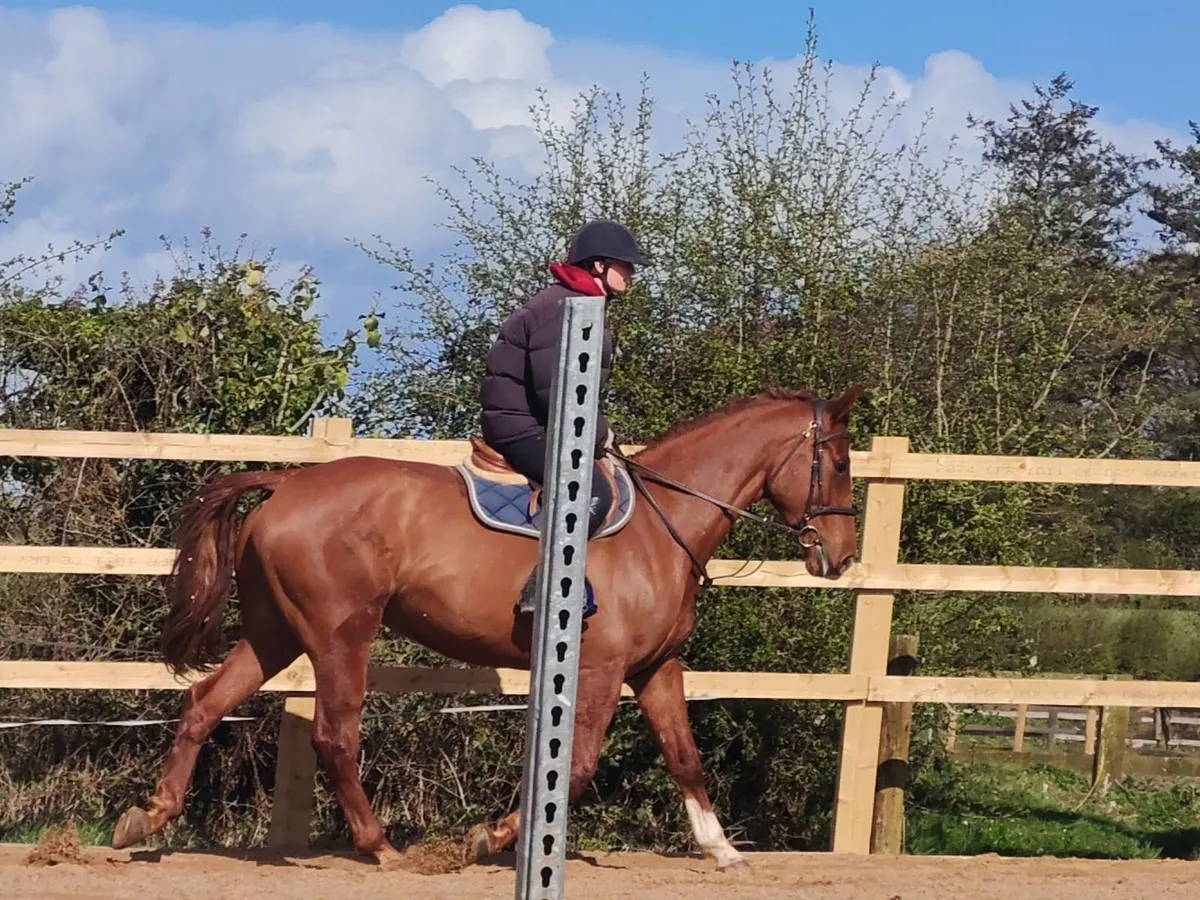 Emerald x heartbreaker gelding - Image 2