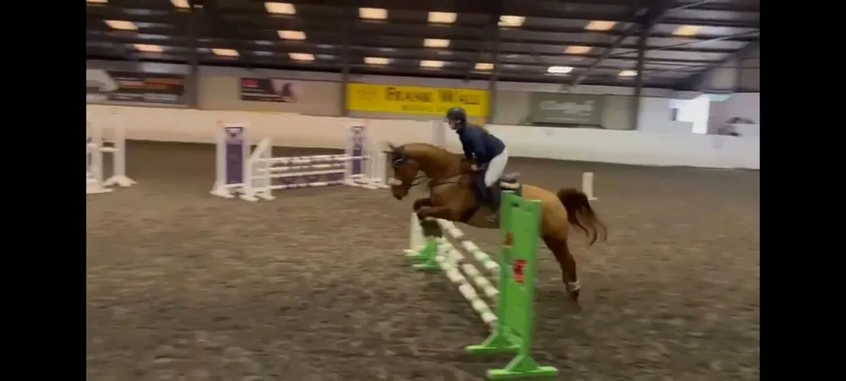 Emerald x heartbreaker gelding - Image 3