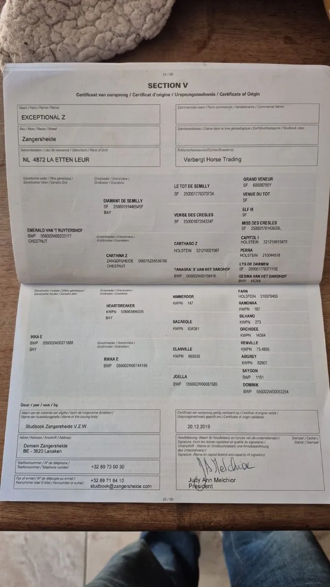 Emerald x heartbreaker gelding - Image 4