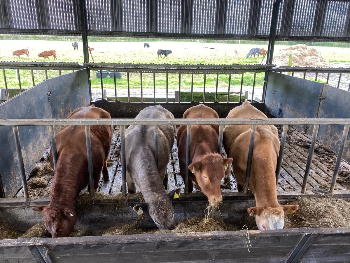 Ai heifers for sale today - Image 3