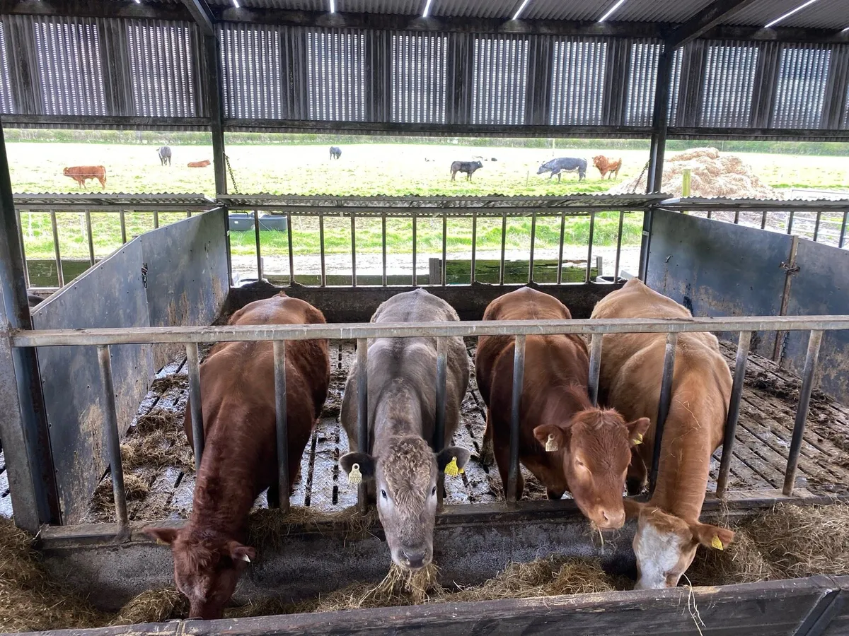 Ai heifers for sale today - Image 4