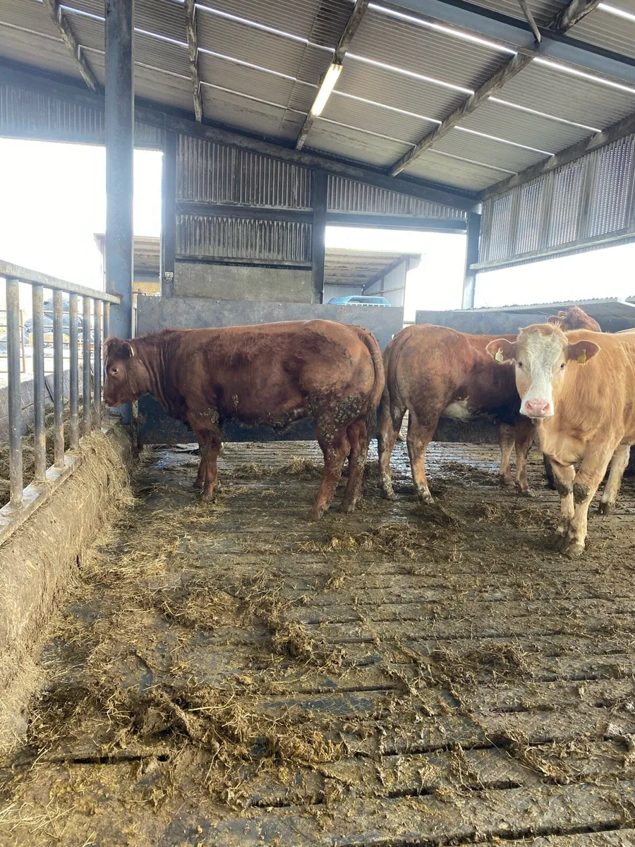 Ai heifers for sale today - Image 1
